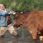 La-Vache-photo-film