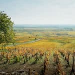 ce-qui-nous-lie-cedric-klapisch-avant-premiere-bayonne-st-jean-de-luz-1[1]