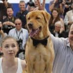 Director Mundruczo and cast member Psotta pose with a dog sitting on the desk during a photocall for the film « Feher isten » in competition for the category « Un Certain Regard » at the 67th Cannes Film Festival