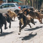 white-god-2014-hungary-hungarian-movie-review-film-dog-revenge-hagen-drama[1]