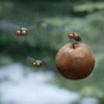 minuscule-2-les-mandibules-du-bout-du-monde