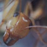 phase-IV-4-de-saul-bass-en-coffret-ultra-collector-blu-ray-dvd-livre-chez-carlotta-films-copyright-carlotta-films