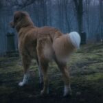 Good-Boy-Ben-Leonberg_lecoindescritiquescine5